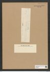 Diatomeae indet. Zeichnungen Sammlung Grunow Nr. 5499 (NHMW-BOT-W0373937)